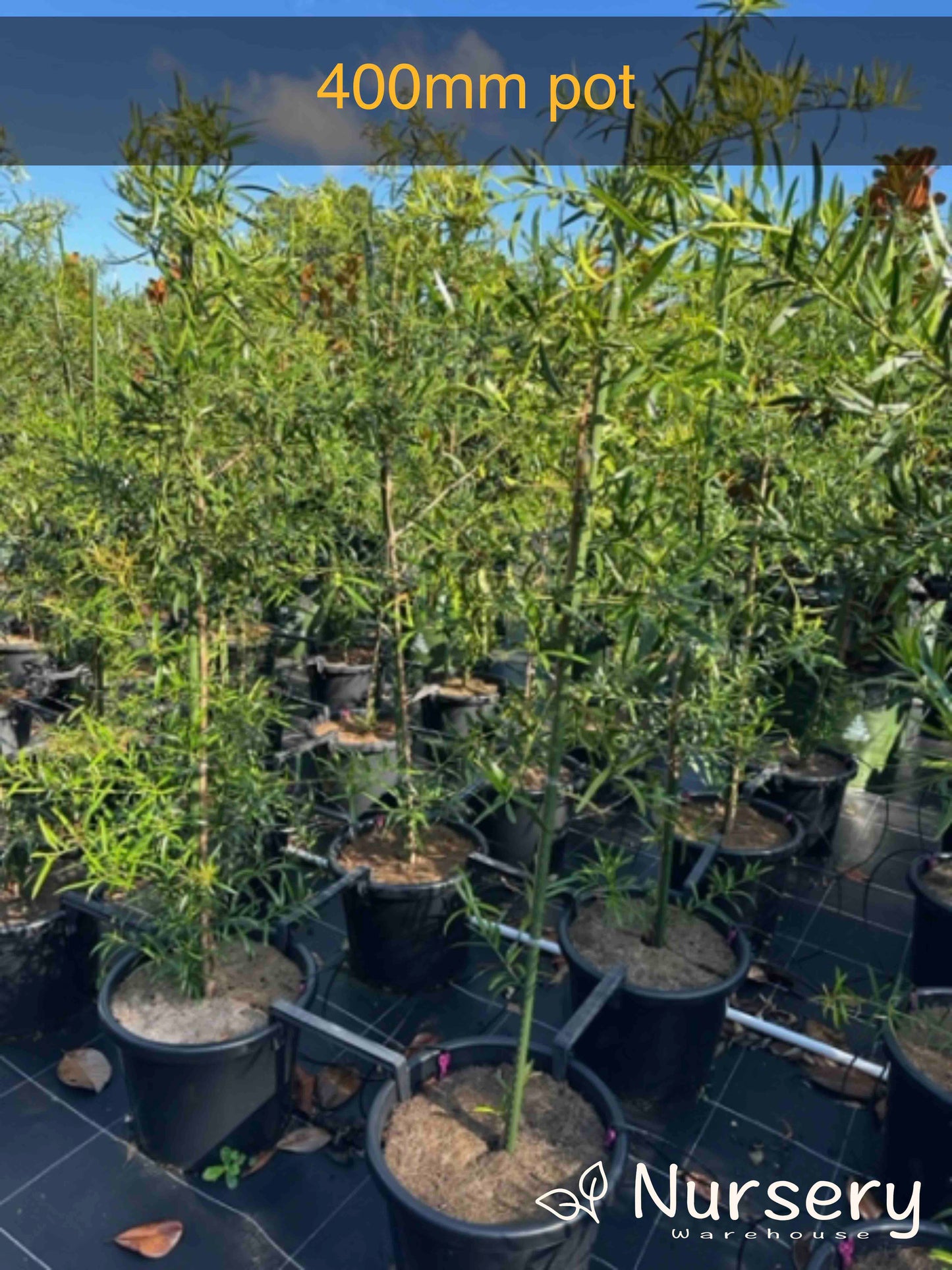Podocarpus Elatus (Plum Pine)