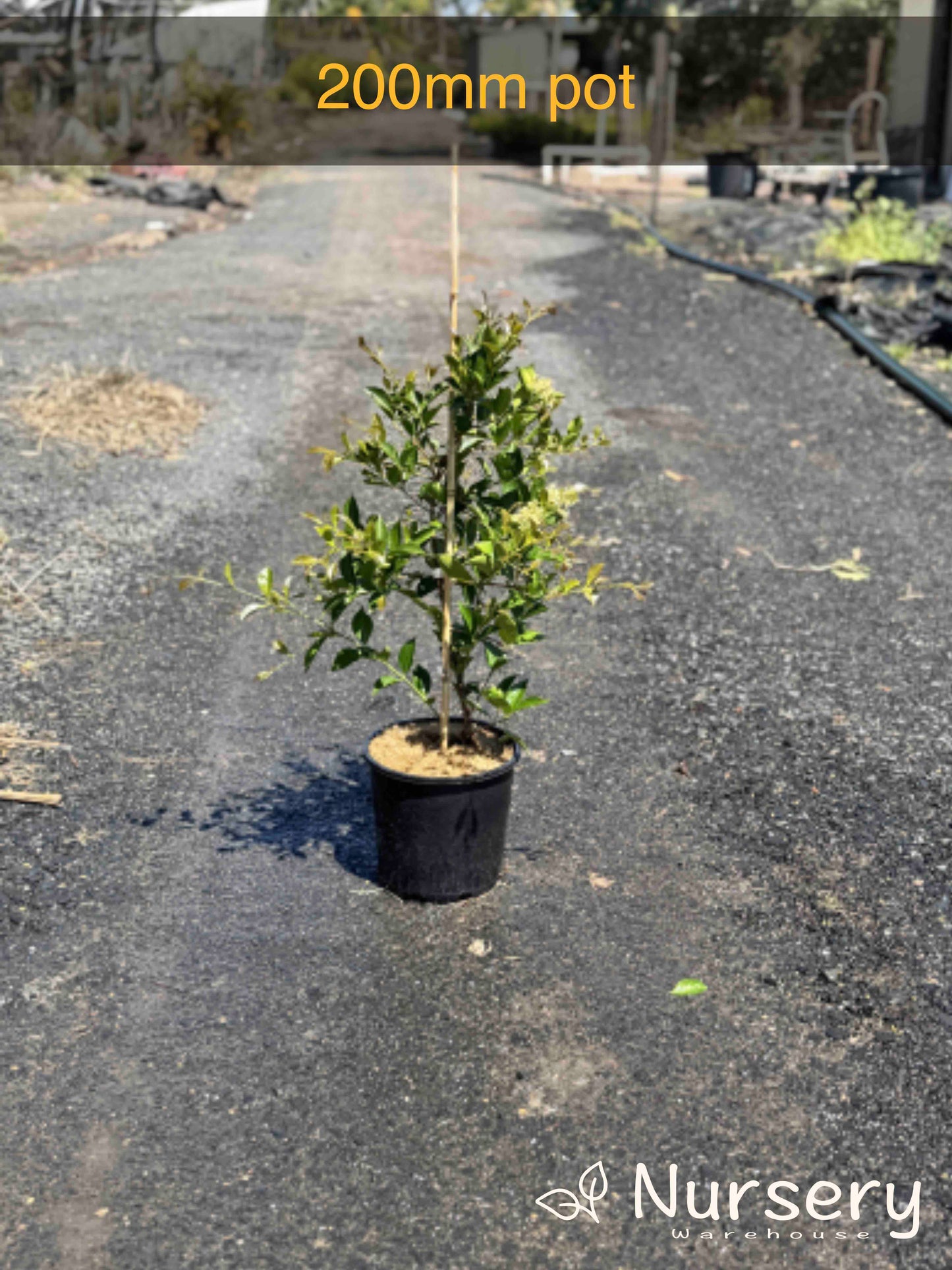 Acmena smithii ‘Firescreen’ (Firescreen Lilly Pilly)