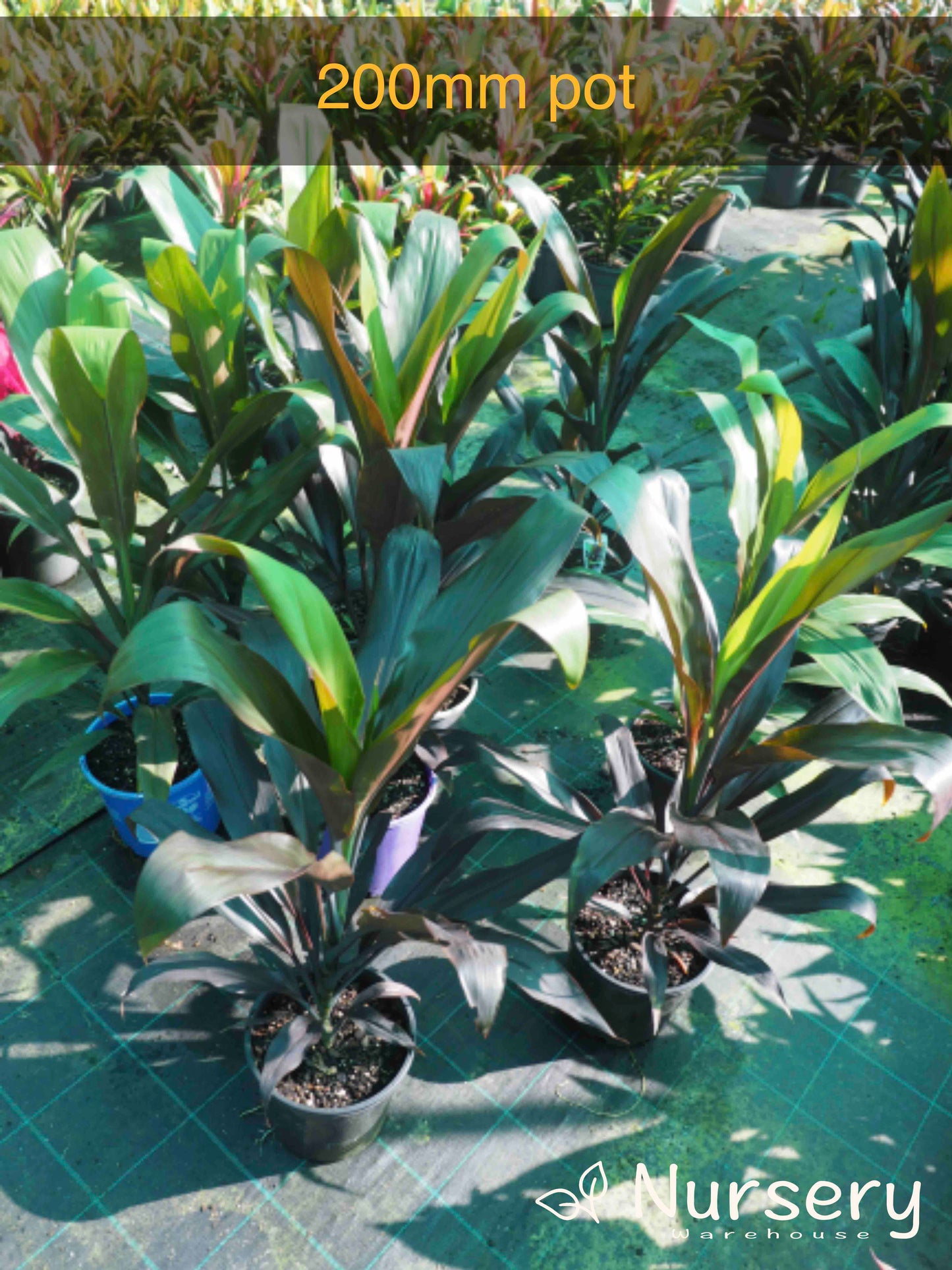 Cordyline Fruticosa 'Negra'