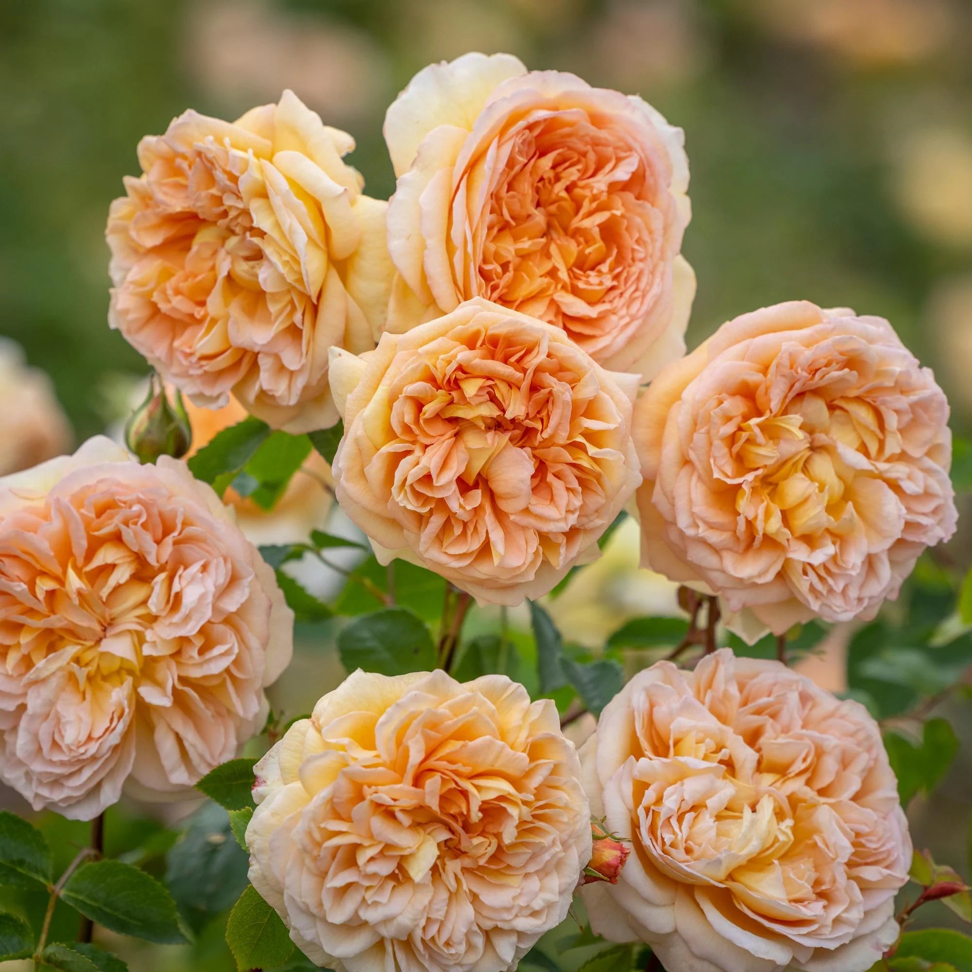 Rosa 'Bathsheba' (Bathsheba English Climbing Rose)