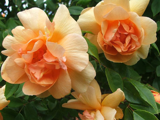 Rosa ‘Crepuscule’ (Crepuscule Rose)
