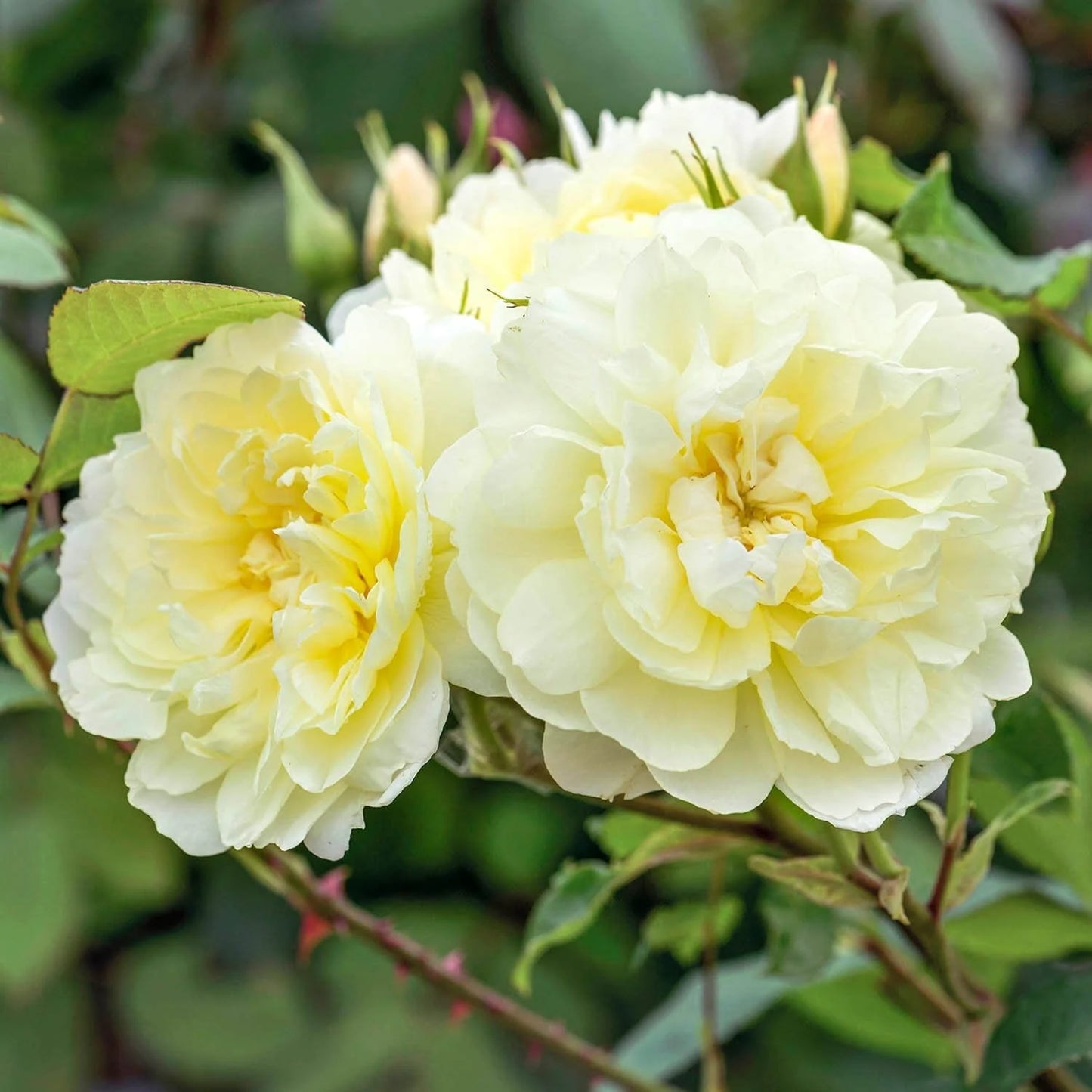 Rosa 'Imogen' (Imogen English Rose)