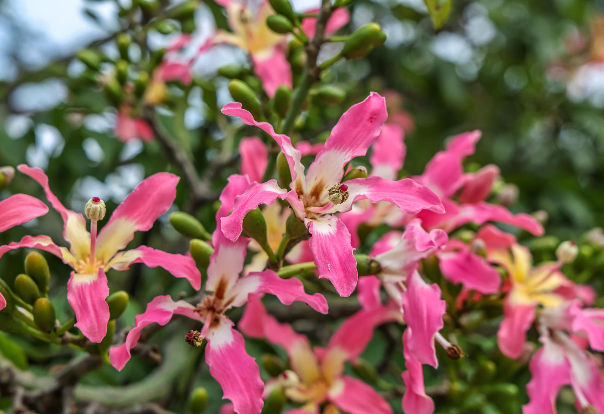Ceiba Speciosa (Silk Floss Tree)
