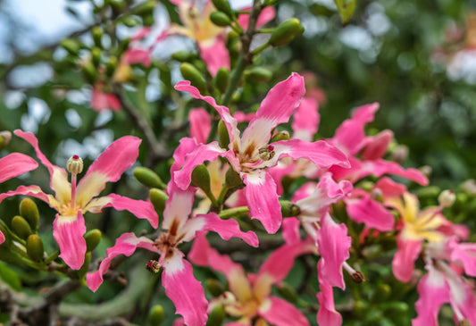 Ceiba Speciosa (Silk Floss Tree)