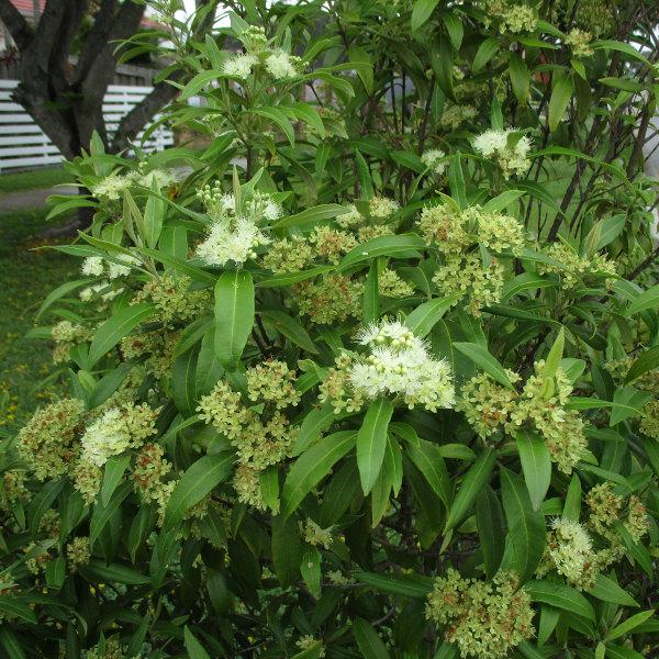 Backhousia Citriodora (Lemon Myrtle)