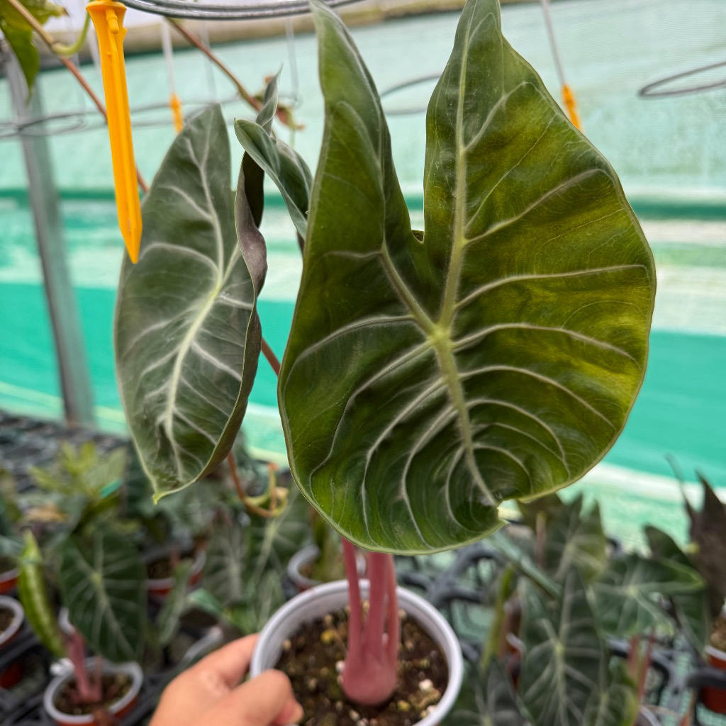 Alocasia ‘Nairobi Nights’