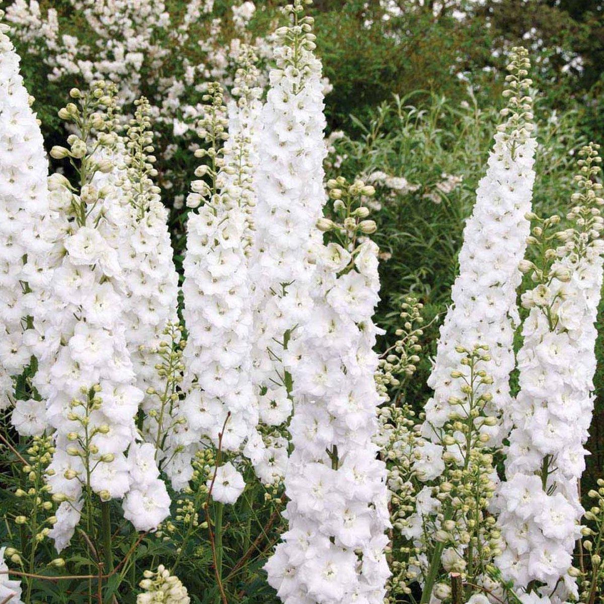 Delphinium Casablanca (Casablanca Delphinium)