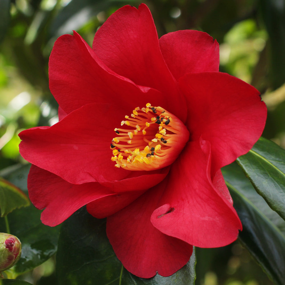Camellia japonica ‘Wildfire’