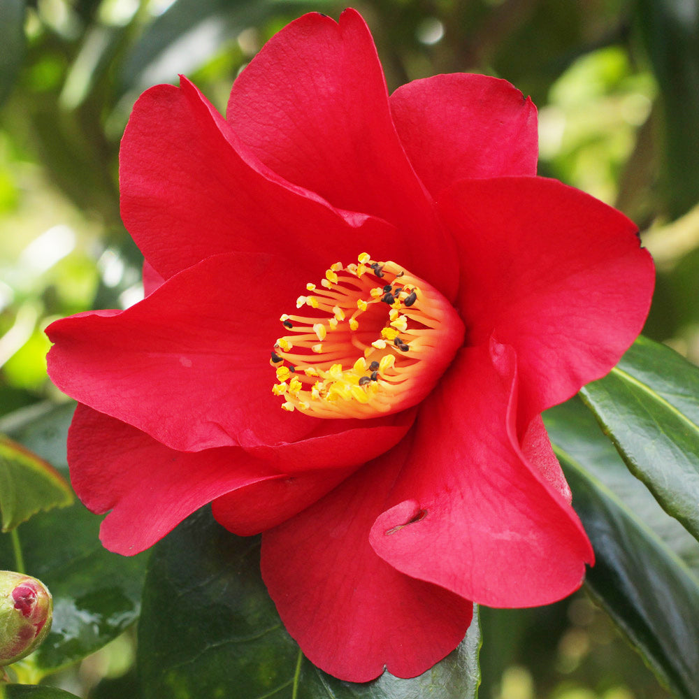 Camellia Japonica ‘Wildfire’ (Wildfire Camellia)