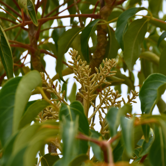 Polyscias elegans (Celery Wood)