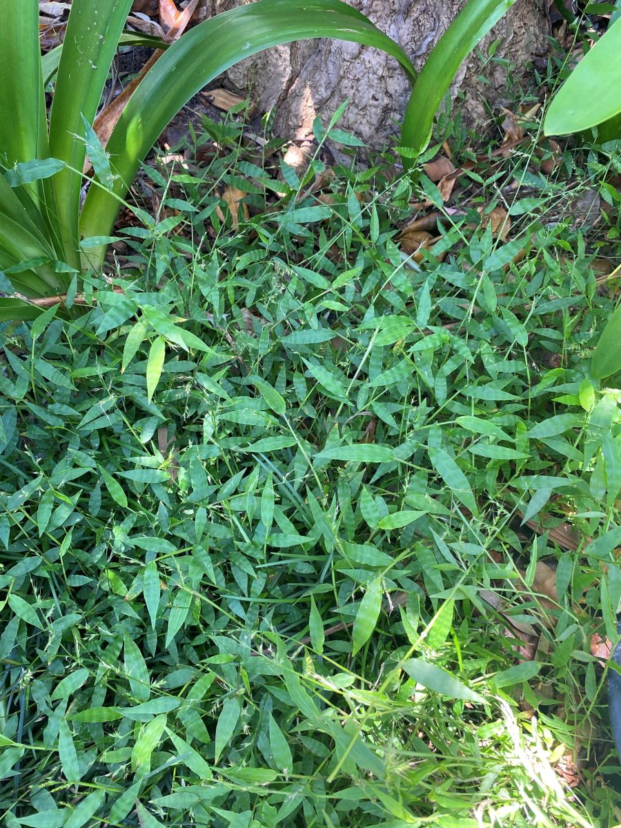 Oplismenus aemulus (Basket Grass)