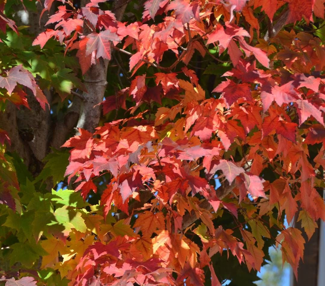 Acer x freemanii (Scarsen) Scarlet Sentinel™ (Scarlet Sentinel Maple)