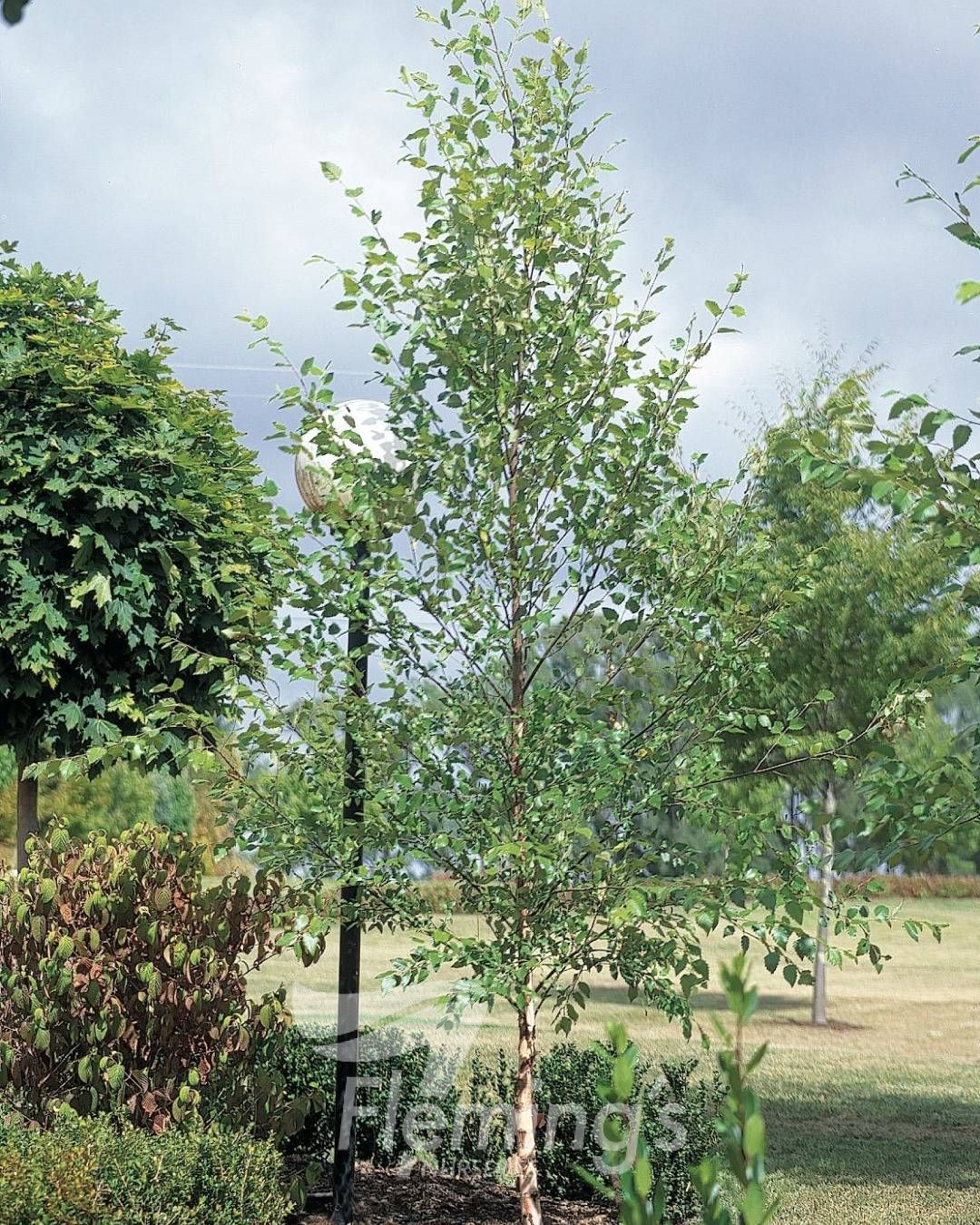 Betula nigra ‘Dura Heat’