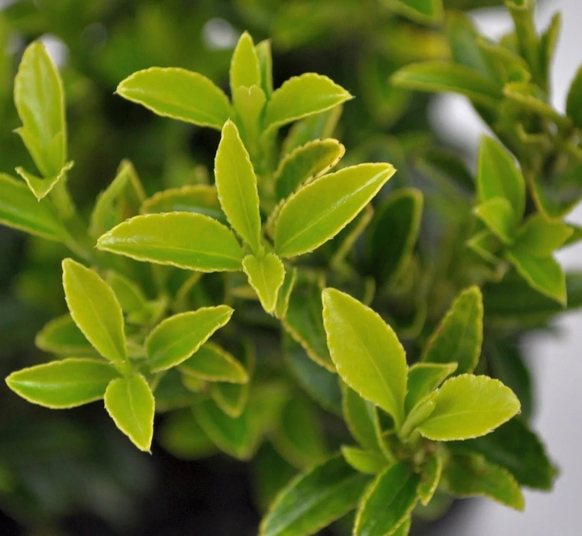 Euonymus Japonicus ‘Microphyllus Gold Thumb’ (Gold Thumb Japanese Euonymus)