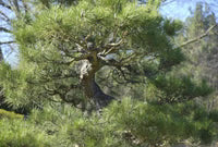 Pinus thunbergii ‘Little Osaka’ – Japanese Black Pine