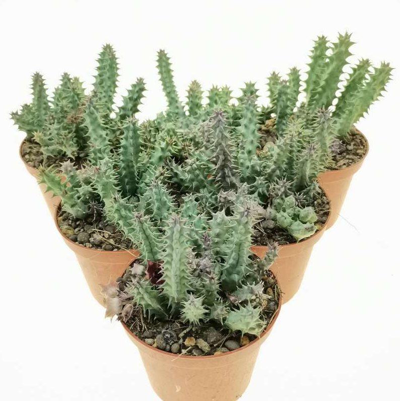 Huernia macrocarpa (Carrion Flower)