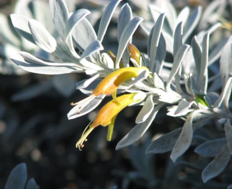 Eremophila glabra ‘Kalbarri Carpet’ (Kalbarri Carpet Emu Bush)