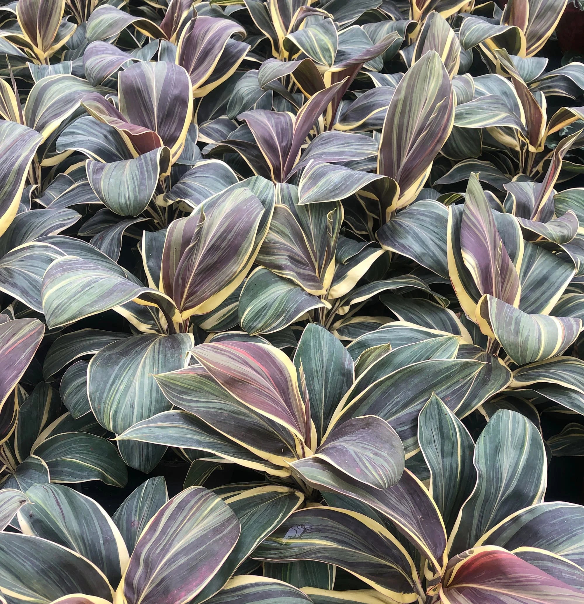 Cordyline Fruticosa ‘Chocolate Queen’ (Chocolate Queen Ti Plant)