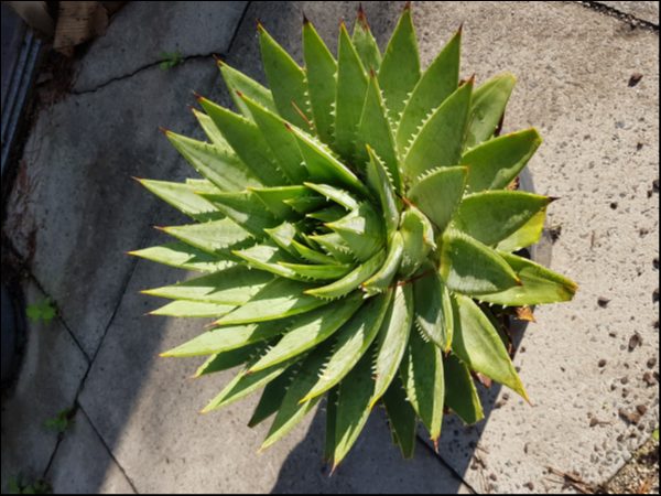 Aloe Polyphylla (Spiral Aloe)