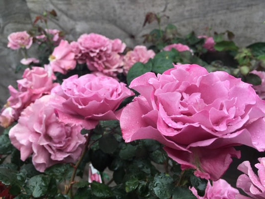Rosa 'Angel Face' (Angel Face Standard Rose)
