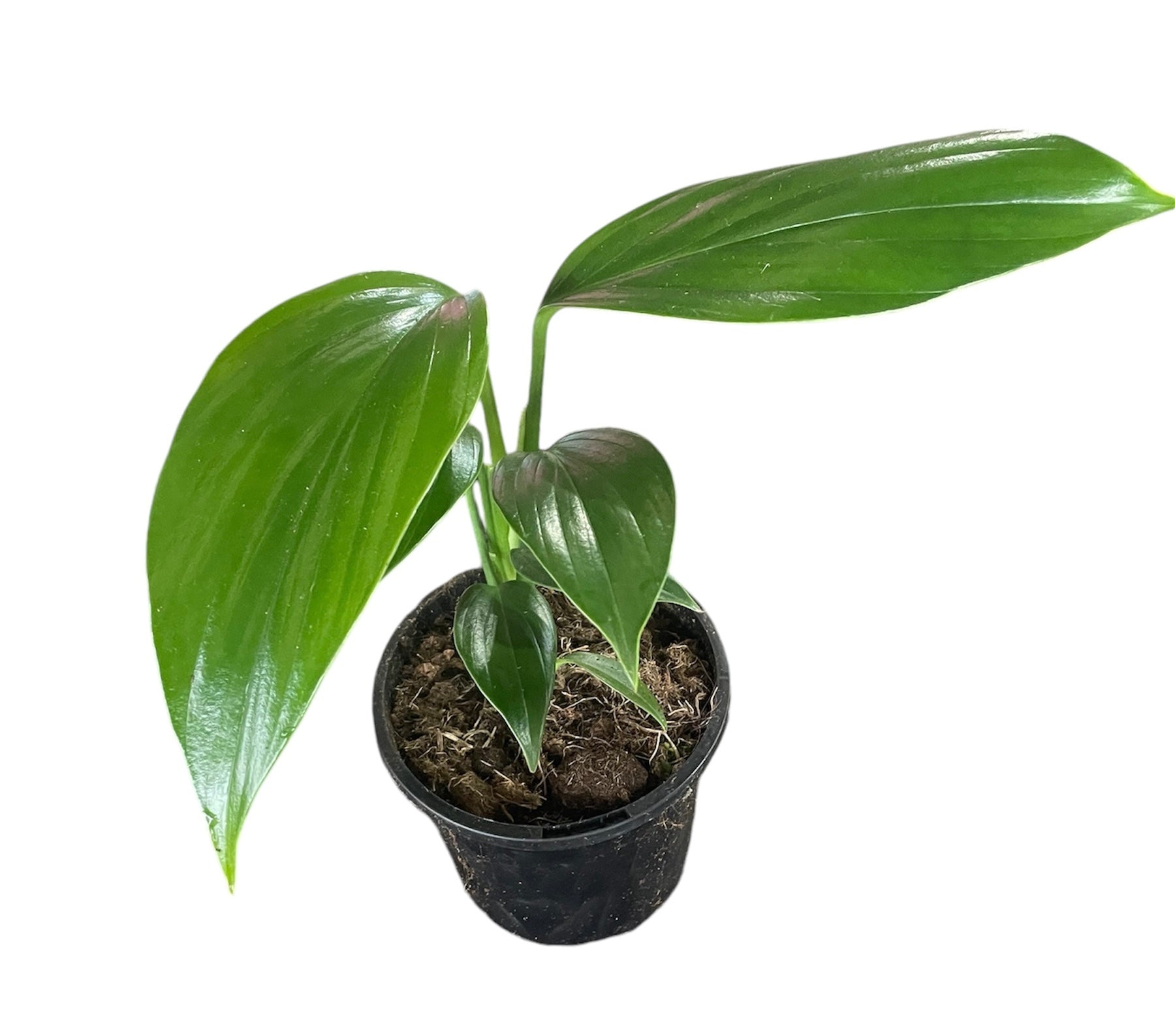 Rhaphidophora Decursiva (Dragon Tail)