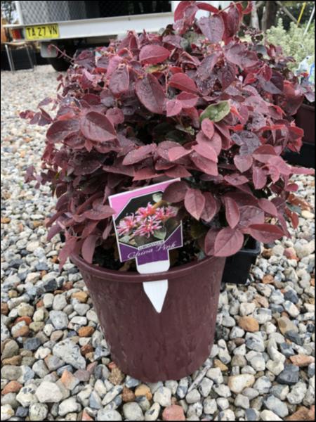 Loropetalum Chinense (China Pink)