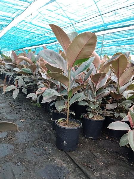Ficus Elastica 'Ruby' (Ruby Rubber Plant)