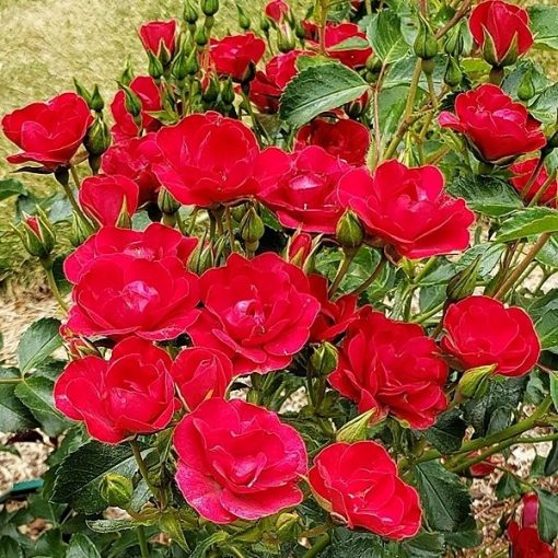 Rosa hybrid (Flower Carpet Mini Cherry Rose)
