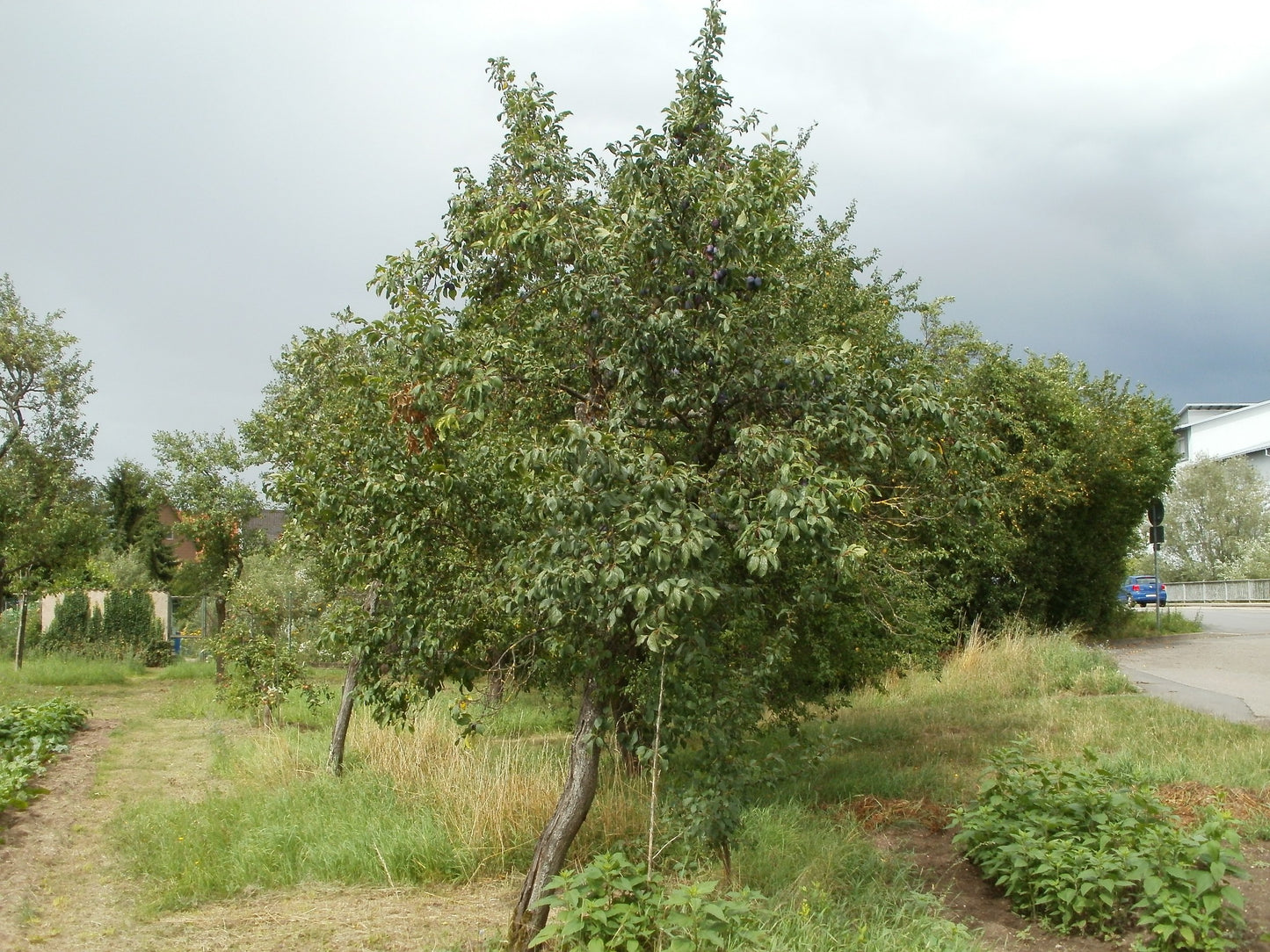 Prunus Domestica 'Robe de Sergeant' (Prune Plum)