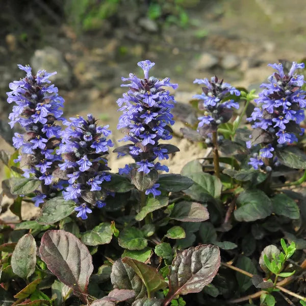 Ajuga Reptans (Bugleweed)