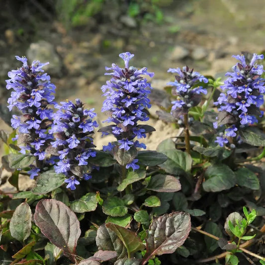Ajuga Reptans (Bugleweed)