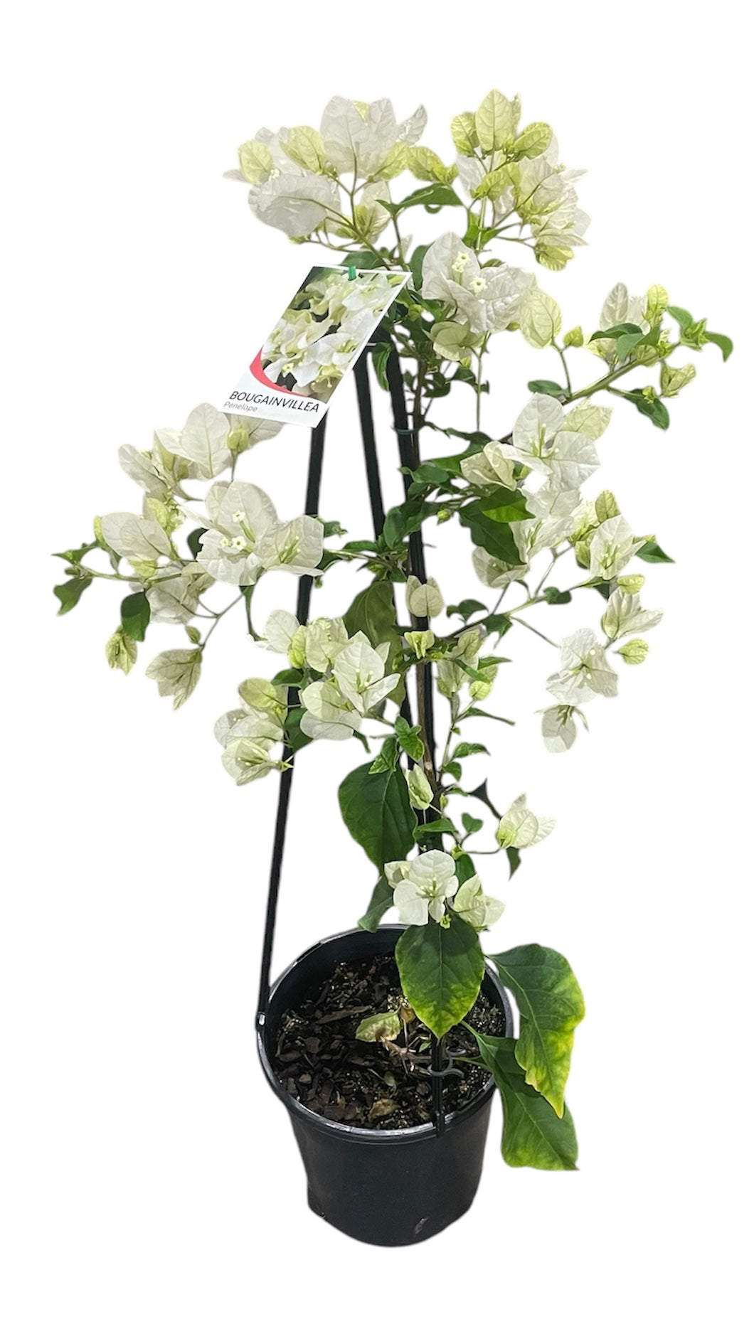 Bougainvillea Glabra ‘Penelope’ (White Bougainvillea)