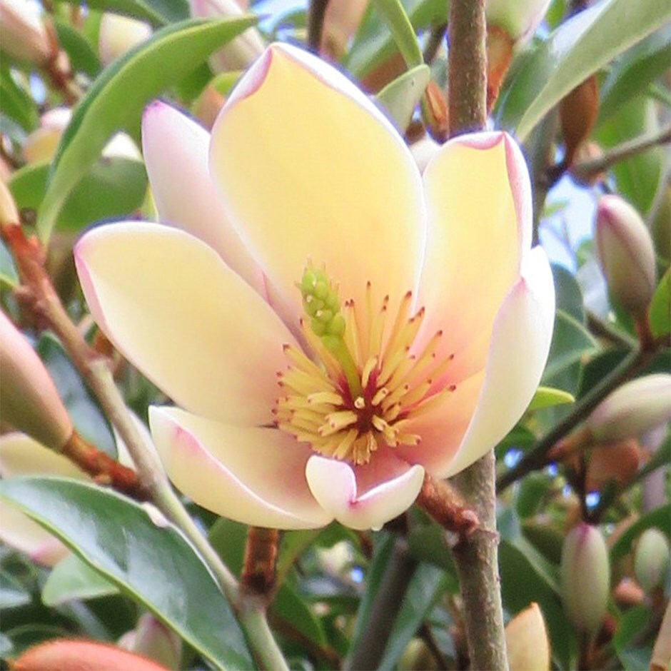 Magnolia Fairy® ‘Petite Peach’ – Compact Evergreen Magnolia