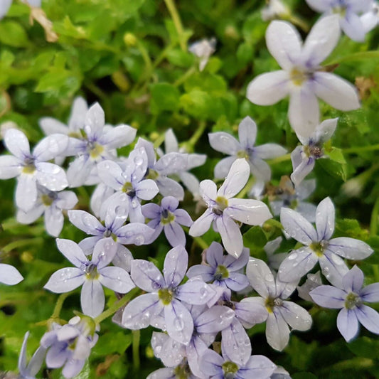 Pratia Puberula Blue (Blue Star Creeper)