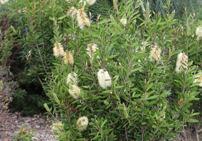 Callistemon ‘Icy Burst’™ (CNU01)