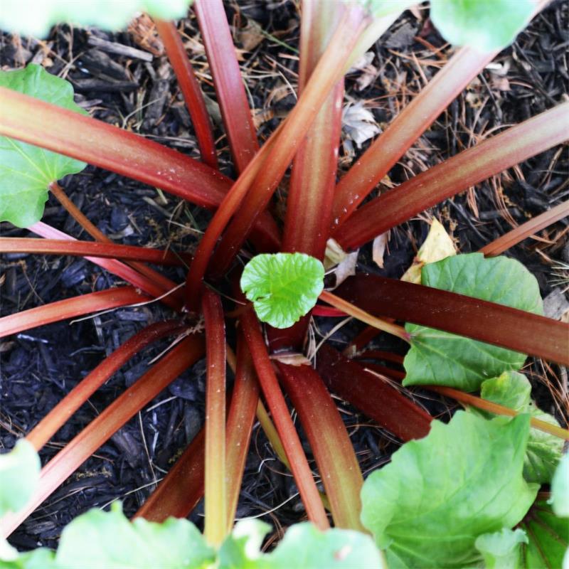 Rheum rhabarbarum (Rhubarb - Ruddy Fool)