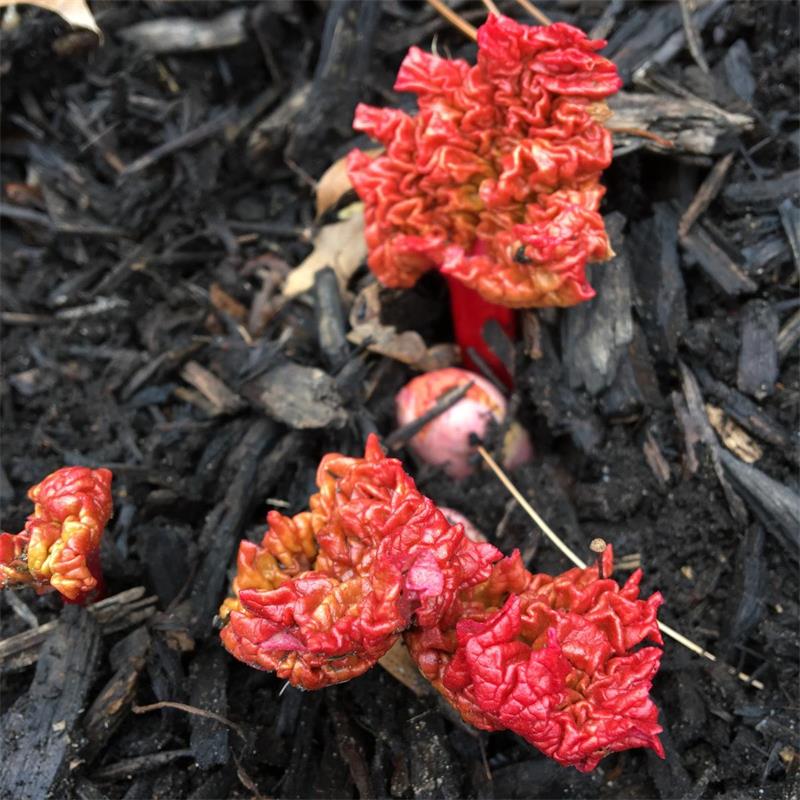 Rheum rhabarbarum (Rhubarb - Ruddy Fool)