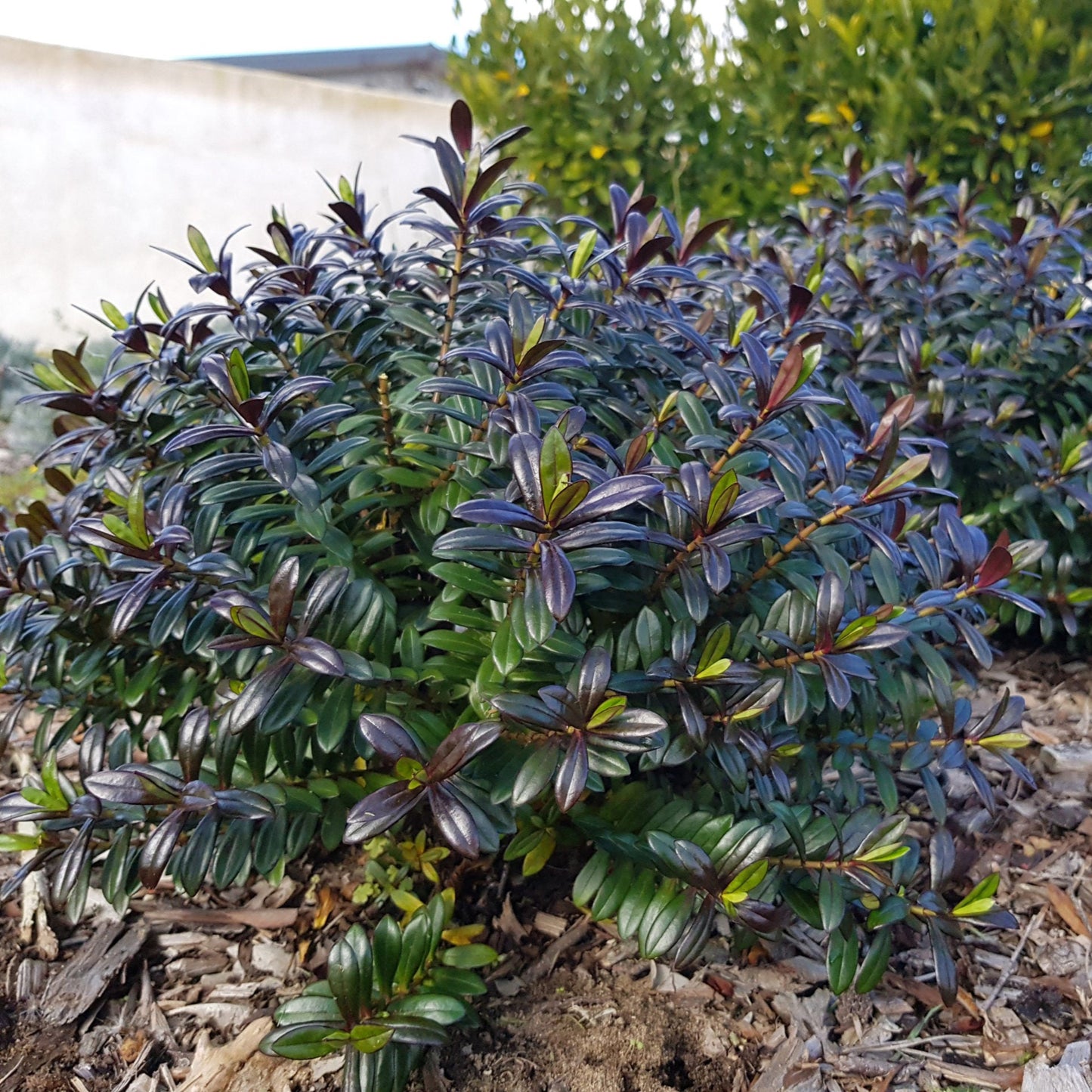 Hebe 'Black Satin'