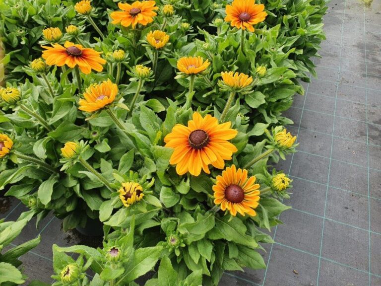 Rudbeckia ‘Sunbeckia Stella’