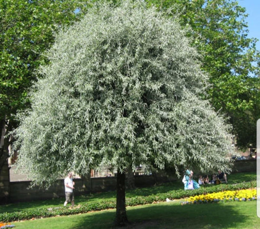Pyrus Salicifolia ‘Pendula’ (Weeping Silver Pear)