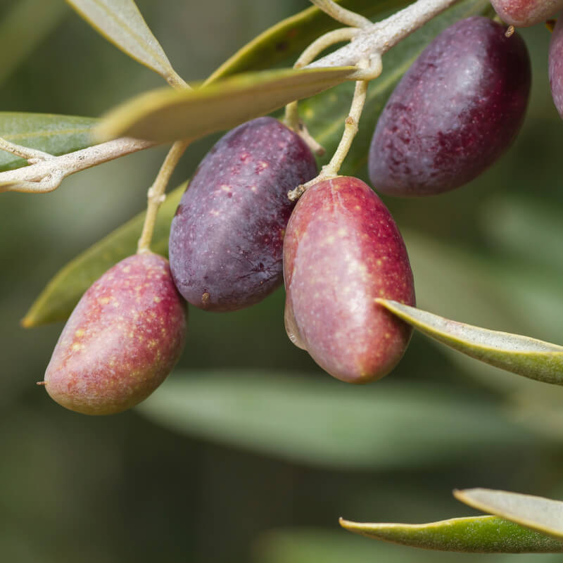 Olea europaea 'Picual' (Picual Olive)