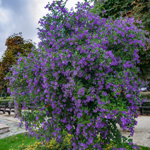 Solanum Jasminoides (Potato Vine / Rantoneti Blue Potato Bush)