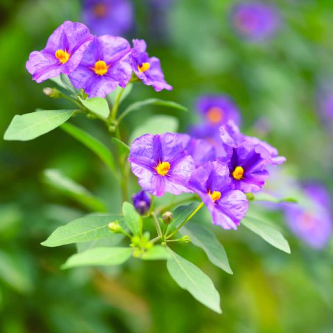 Solanum Jasminoides (Potato Vine / Rantoneti Blue Potato Bush)