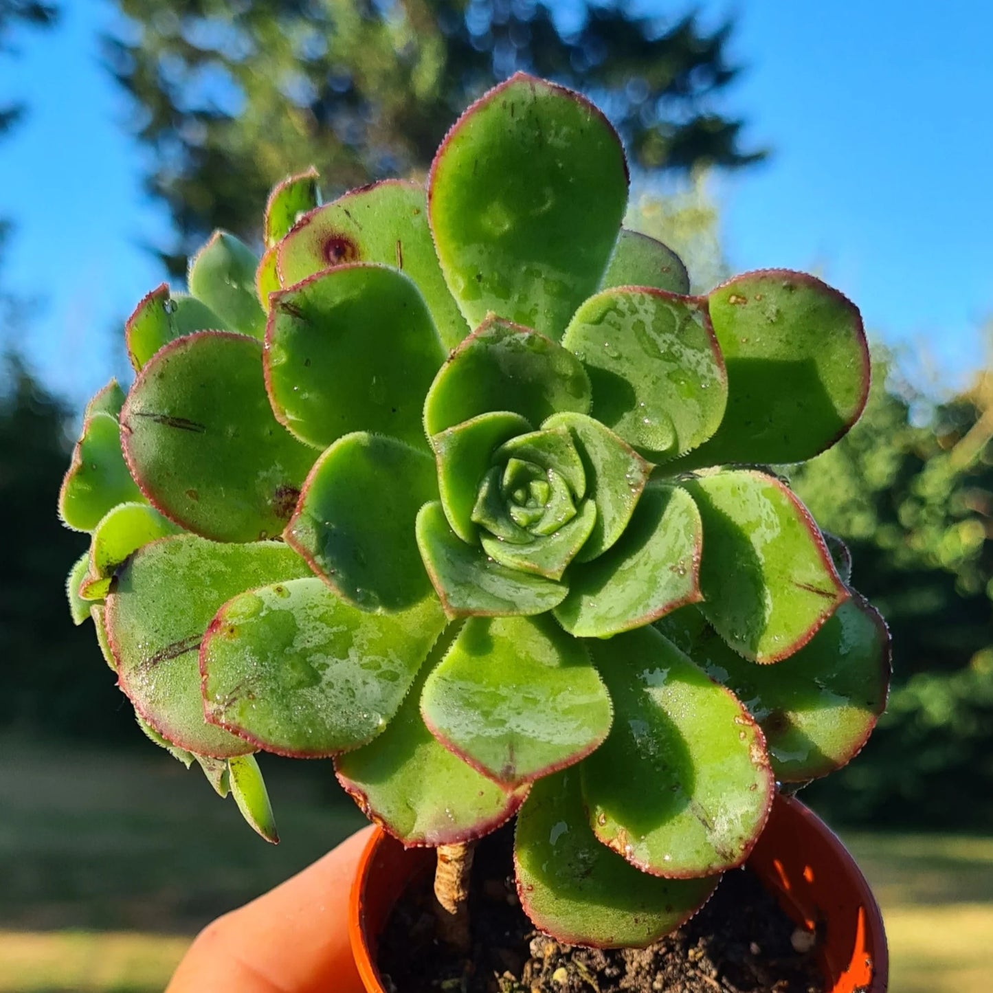 Aeonium decorum ‘Red Edge’