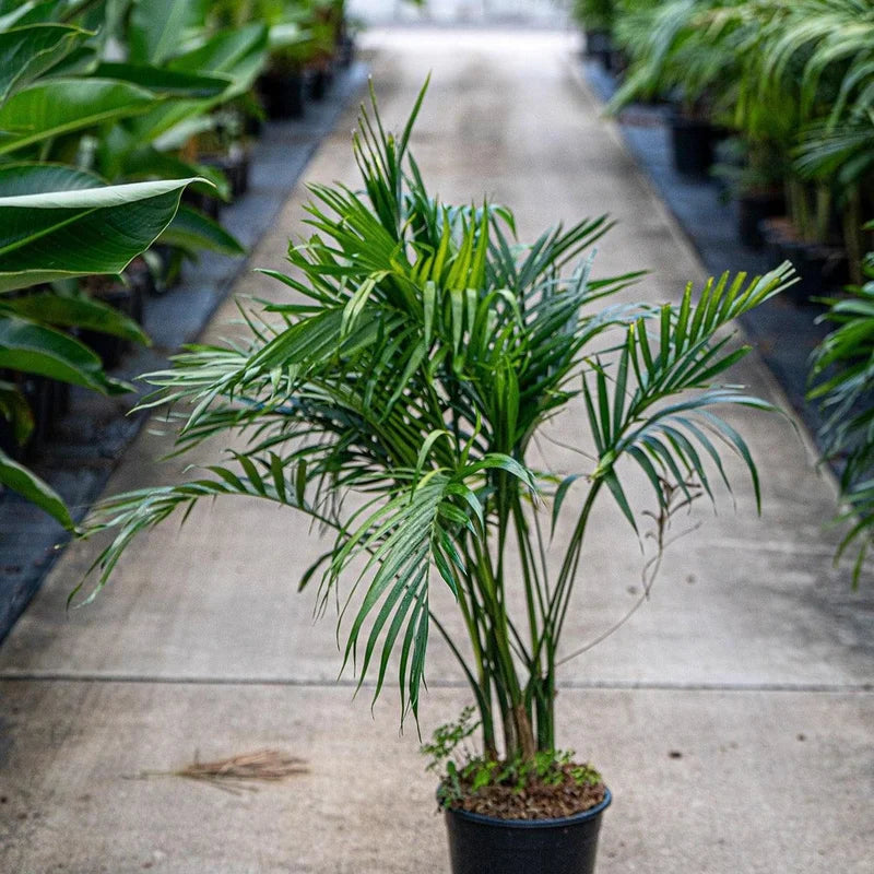 Chamaedorea atrovirens (Clustered Bamboo Palm)