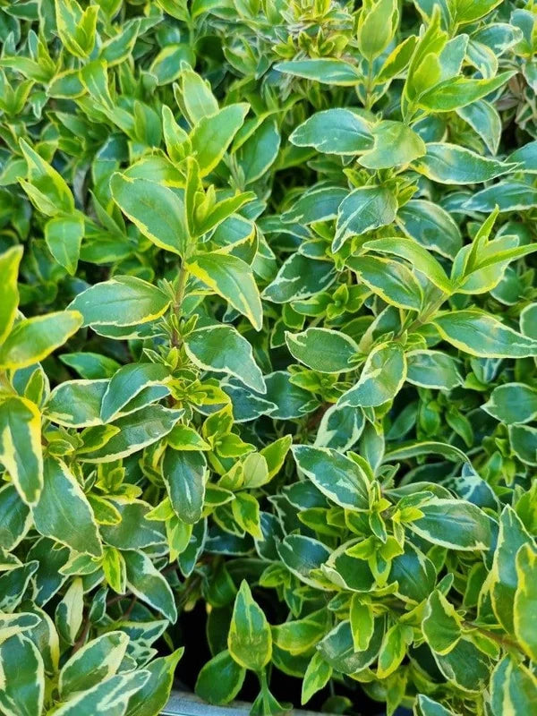 Abelia ‘Lime Splice’ (Lime Splice Abelia)