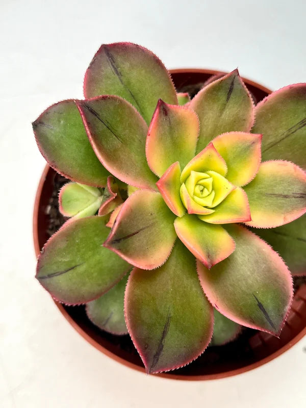 Aeonium ‘Tricolour’