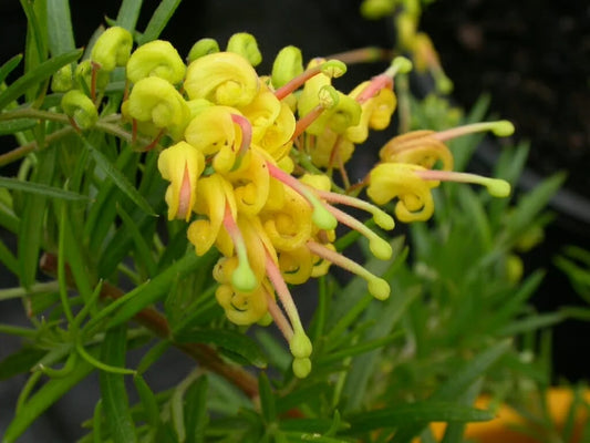 Grevillea ‘Lemon Daze’