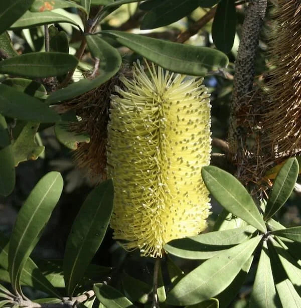 Banksia integrifolia ‘BIT11’ Sentinel™ (Coast Banksia)