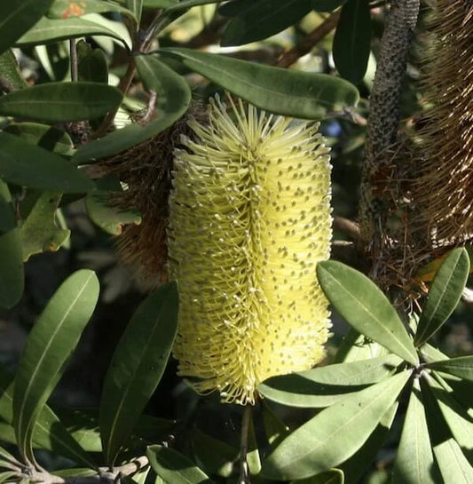 Banksia integrifolia ‘BIT11’ Sentinel™ (Coast Banksia)